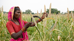 Training Program on Millet Cultivation To Be Held For Local Farmers in Kuttanad