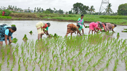 Telangana Agriculture Exports Increase By 40% To Rs 10,000 Crore