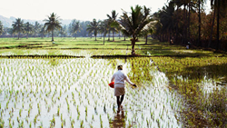 Paddy Farmers, Key Beneficiaries of PM-KISAN Dominate MSP Coverage in TN