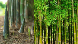 Bamboo Plantation Techniques for Your Garden and Pollution Control