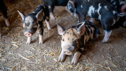 Local Self-Govt Department Forms Subcommittee to Regulate Pig Farms & Food Waste Management