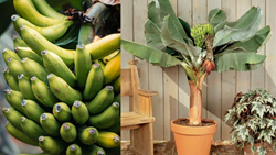 Guide to Growing Beautiful Bananas in Pots: Transform Your Home into a Tropical Heaven