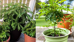 A Step-by-Step Guide to Grow Healthy Curry Plant in Pots