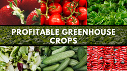 Grow these Profitable Greenhouse Crops- Doubling Farm Income 