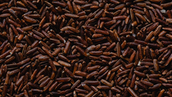 Detailed Guide on Red Rice Farming- Know it’s Health Benefits, Nutritional Value, and Harvesting Techniques