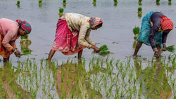 Promising Outlook for India's Kharif Season: Finance Ministry Expects Normal Monsoon, Ample Seeds, & Fertilizer