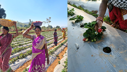 Strawberry Farming Opening Way to Economic Empowerment for Women in Kandhamal