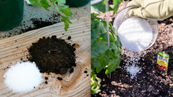   Top 5 Benefits and Uses of Common Salt in Garden