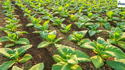 Tobacco Farming: Why Known as India's Major Cash Crop?