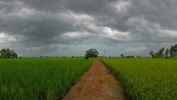 IMD: Light Rain Likely in Parts of Uttar Pradesh, Can Cause Damage To Crops