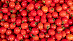 Andhra Pradesh Farmer Hits Jackpot with ₹4 Crore Tomato Crop: A Story of Resilience and Success