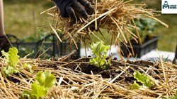 Organic Mulching- Know About Its Types And Benefits