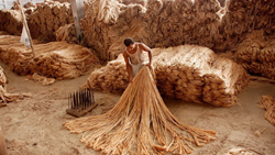 Cabinet Approves Minimum Support Price For Raw Jute For 2023 -24 Season