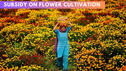 Government's Remarkable Initiative, Farmers To Get Up to 70% Subsidy for Flower Cultivation