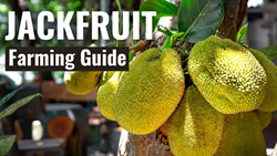 Jackfruit Farming Guide: A Comprehensive Handbook for Successful Jackfruit Cultivation