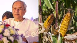 Odisha Cabinet Launches 'Mukhyamantri Maka Mission' to Boost Maize Production & Marketing