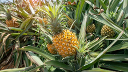 Health Benefits of Queen Pineapple: Boosting Immunity and Enhancing Digestion