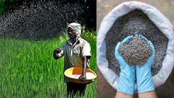 DAP Fertilizer Benefits And Usage In Agriculture