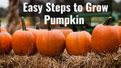 Easy Steps to Grow Pumpkin – Maximize Profit and Increase Yield