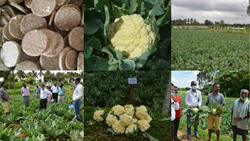 ICAR’s Neem Seed Powder Pellet Formulation: Eco-Friendly Pest Management for Cabbage & Cauliflower