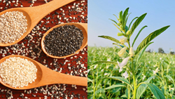 Sesame Farming: Soil Requirements, Land Preparation, Sowing & Harvesting