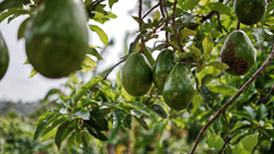 Gomdar Gewog Farmers Embrace Avocado Cultivation as an Income Source in Bhutan