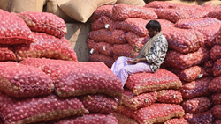 Angered Maharashtra Farmers Stop Onion Auction Over Major Drop in Prices