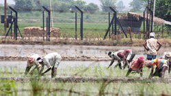 India-Pak Border Blooms, Agriculture Resurfaces in J&K's Chakrohi Buffer Zone After Two Decades