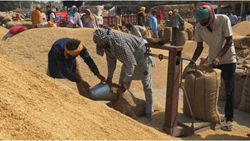 Govt of India Estimates 521.27 LMT Rice for Procurement in Kharif Marketing Season 2023-24