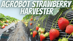 Know All About This AGROBOT Strawberry Harvester For Better Harvesting