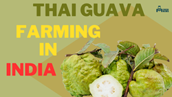 Guide to Complete Profitable Thai Guava Farming in India- Know Price & Yield Per Acre