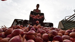 Farmers in Nashik Demand Compensation  for Summer Onions