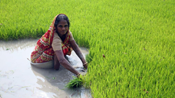  Status of Women in Agri-Food System in India