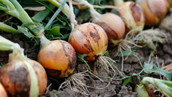 Onion Farming- A profitable crop to make you Rich