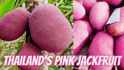 Grow Thailand's Pink Jackfruit at Home: A Guide to Cultivating Exotic Delight