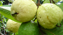 Know All About Essential Tools Required For Guava Farming 