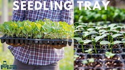 Seedling Trays: Benefits and Tips For Planting Seeds in it