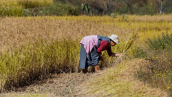 Women-Friendly Mini Tillers May Change Agriculture's Conventional Division Of Labour Based On Gender