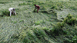 10 Per Cent of Wheat Crop Damaged Due To Untimely Rains & Hailstorms in the States