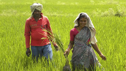 11,000 Ryots to Be Trained in Natural Farming in Andhra Pradesh Under Rythu Sadhikara Samstha