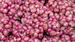 Govt to Buy 1,650 Tonnes of Onions From Farmers at This Price for Exports 