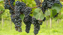 Top Tips to Minimize Unseasonal Rain Impact on Grape Plantations