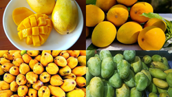 Top 5 Most Popular Mango Varieties Around The World