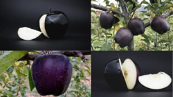 Know About This Rare & Valuable ‘Black Diamond Apple’ Priced at Rs 500 Per Piece