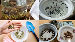 Top 5 Effective Reasons to Soak Seeds Before Planting